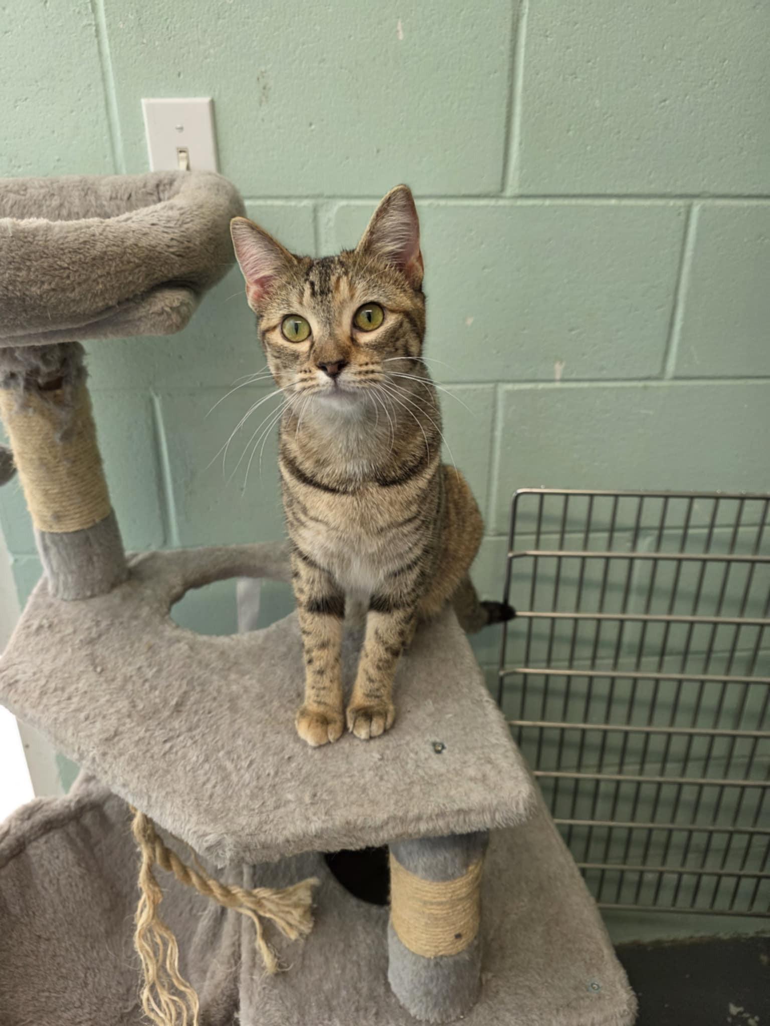 Enlarge Ruby, an adopted Domestic Short Hair in Umatilla, FL image 1/3