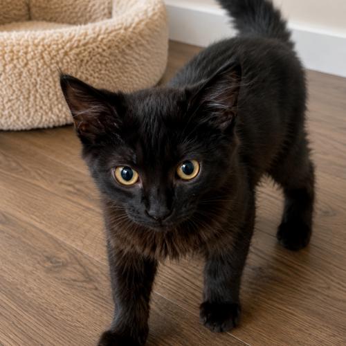 Jen, Adoptable, Kitten Female Domestic Medium Hair.