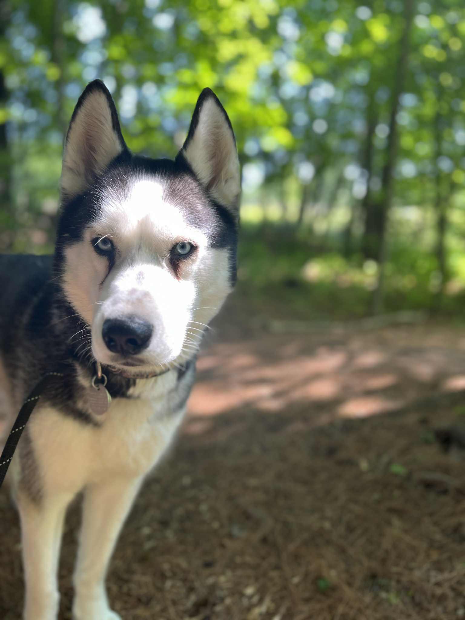 Loki, an adoptable Husky in Saranac Lake, NY, 12983 | Photo Image 3