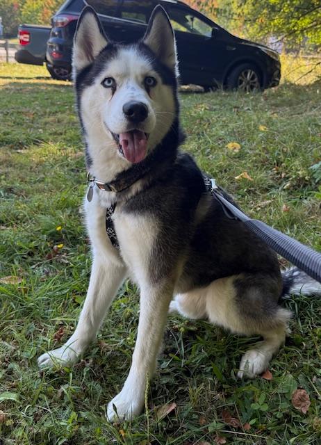 Loki, an adoptable Husky in Saranac Lake, NY, 12983 | Photo Image 2