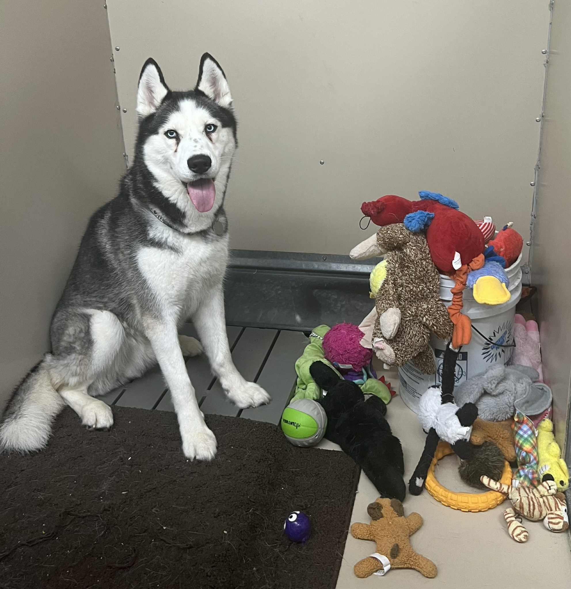 Loki, an adoptable Husky in Saranac Lake, NY, 12983 | Photo Image 4