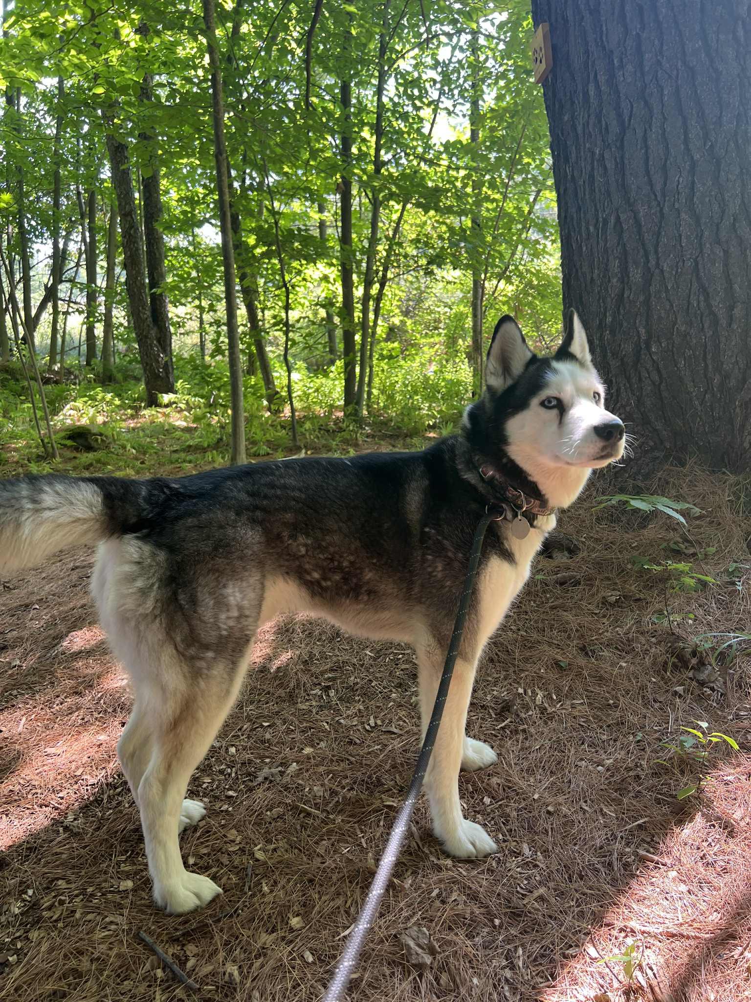 Loki, an adoptable Husky in Saranac Lake, NY, 12983 | Photo Image 1