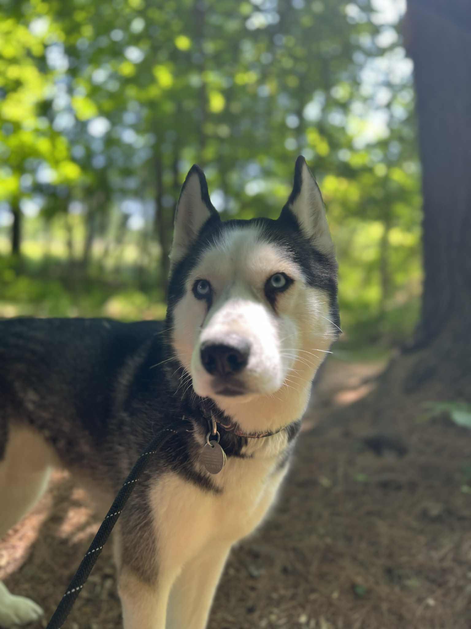 Loki, an adoptable Husky in Saranac Lake, NY, 12983 | Photo Image 2