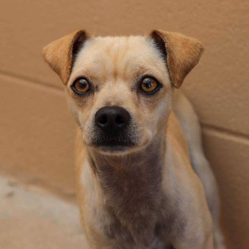 Dallas, Adoptable, Adult Male Chihuahua.