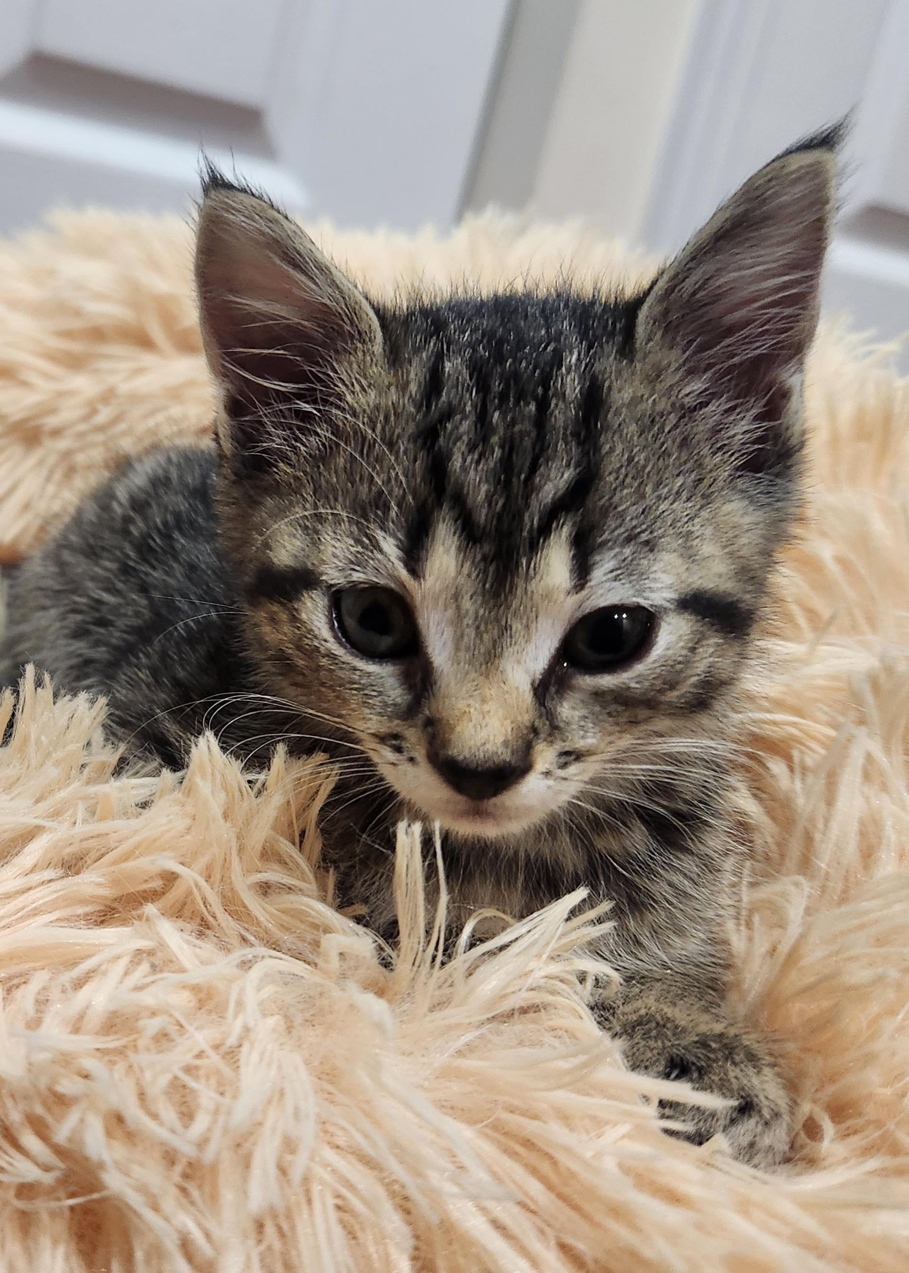 Enlarge Polly, a Adopted Domestic Short Hair in Columbia, MD image 3/3