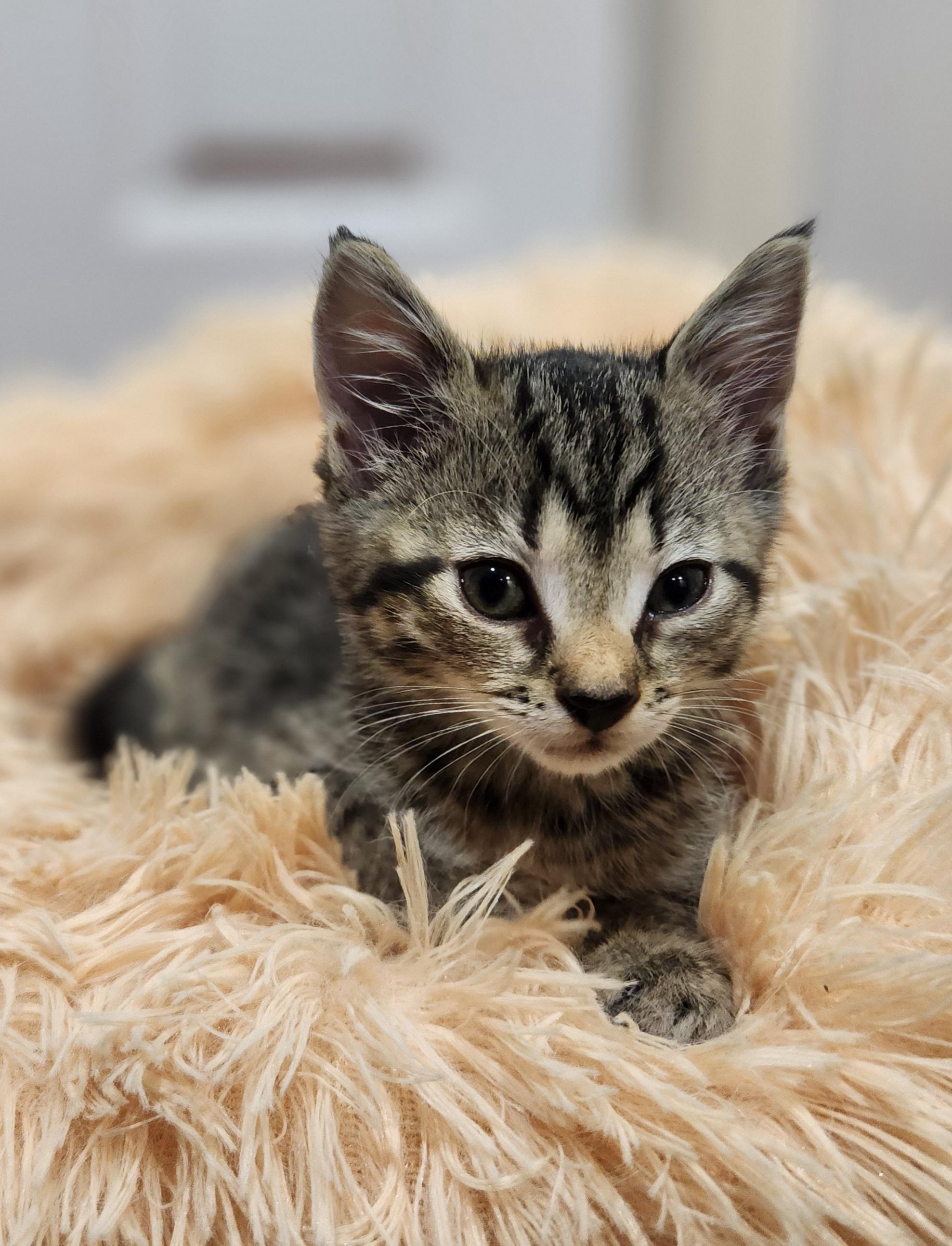 Polly, Adopted, Kitten Female Domestic Short Hair.