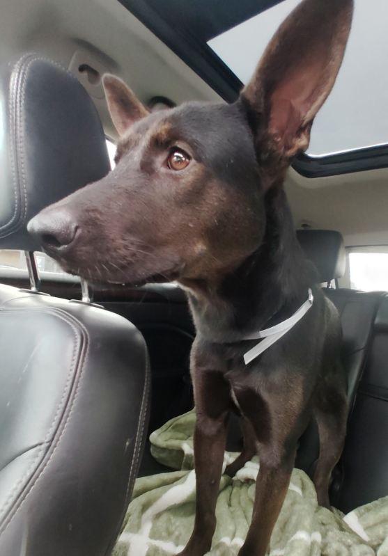 Enlarge Norm, an adopted German Shepherd Dog in New Caney, TX image 1/4