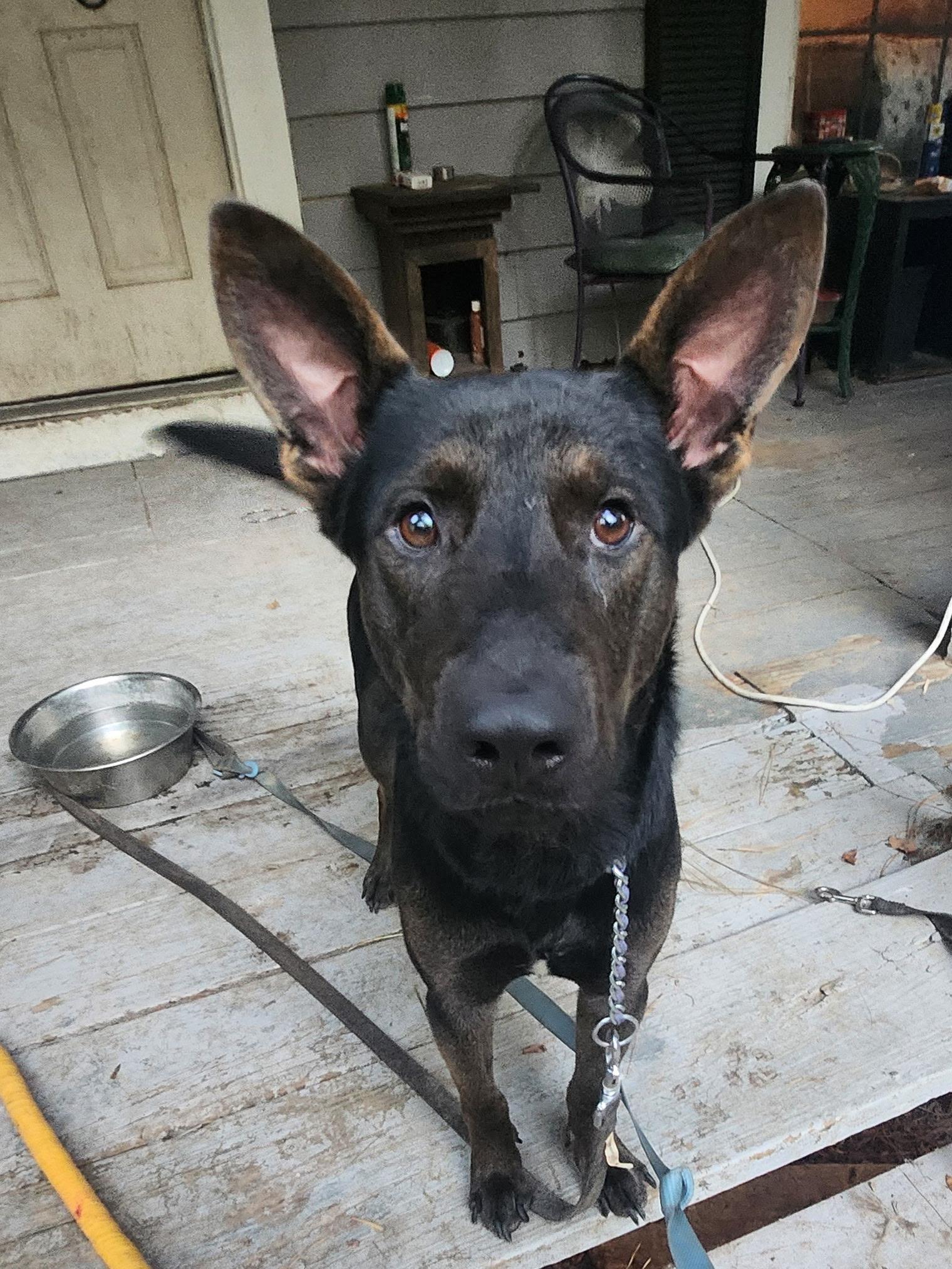 Enlarge Norm, an adopted German Shepherd Dog in New Caney, TX image 2/4
