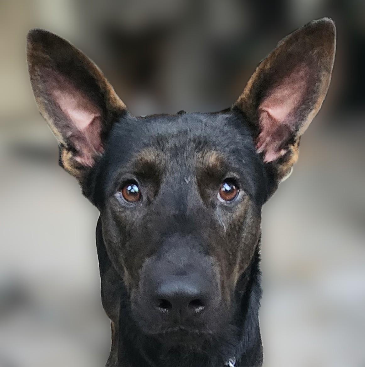 Enlarge Norm, an adopted German Shepherd Dog in New Caney, TX image 3/4