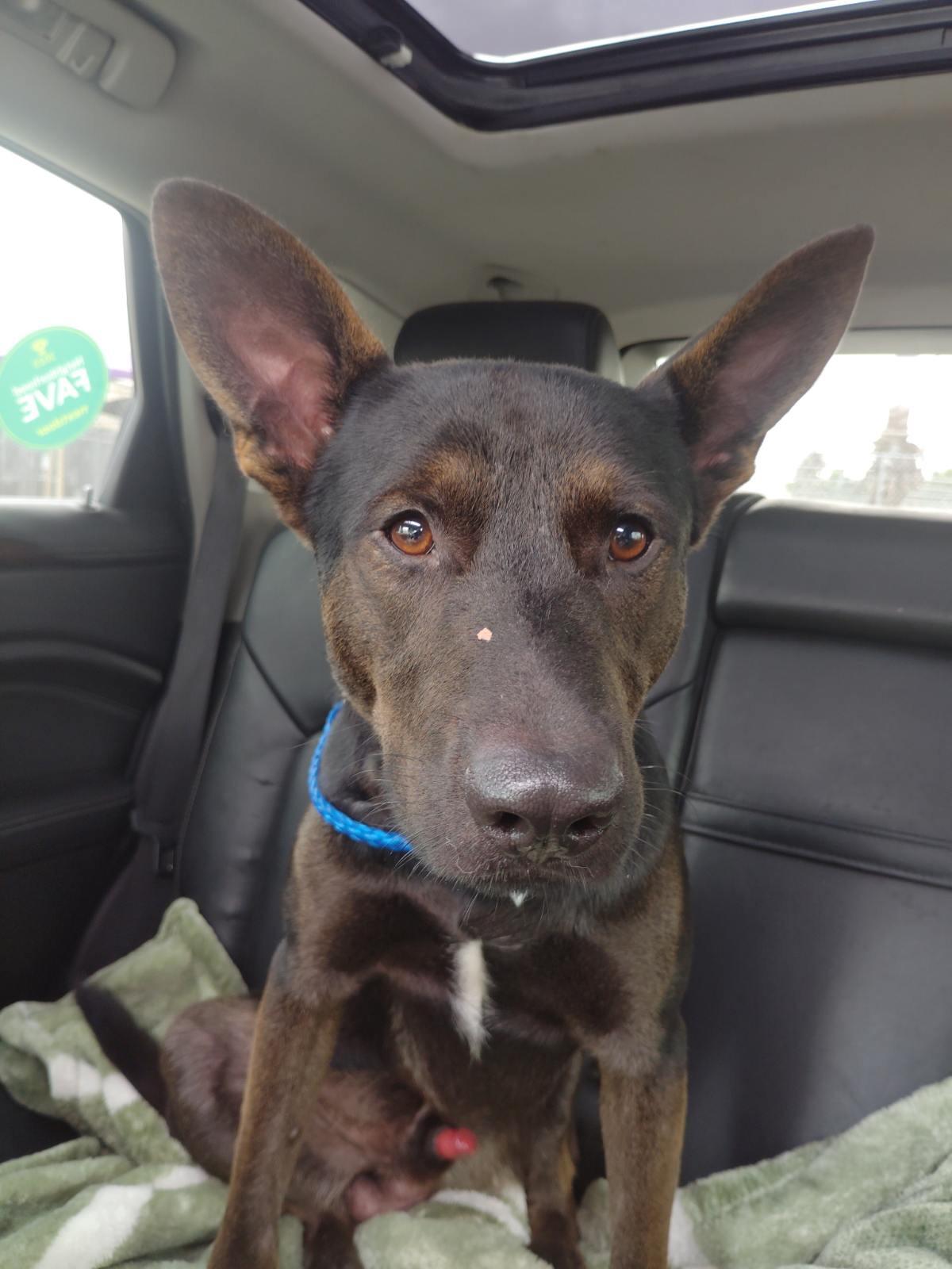 Enlarge Norm, an adopted German Shepherd Dog in New Caney, TX image 4/4