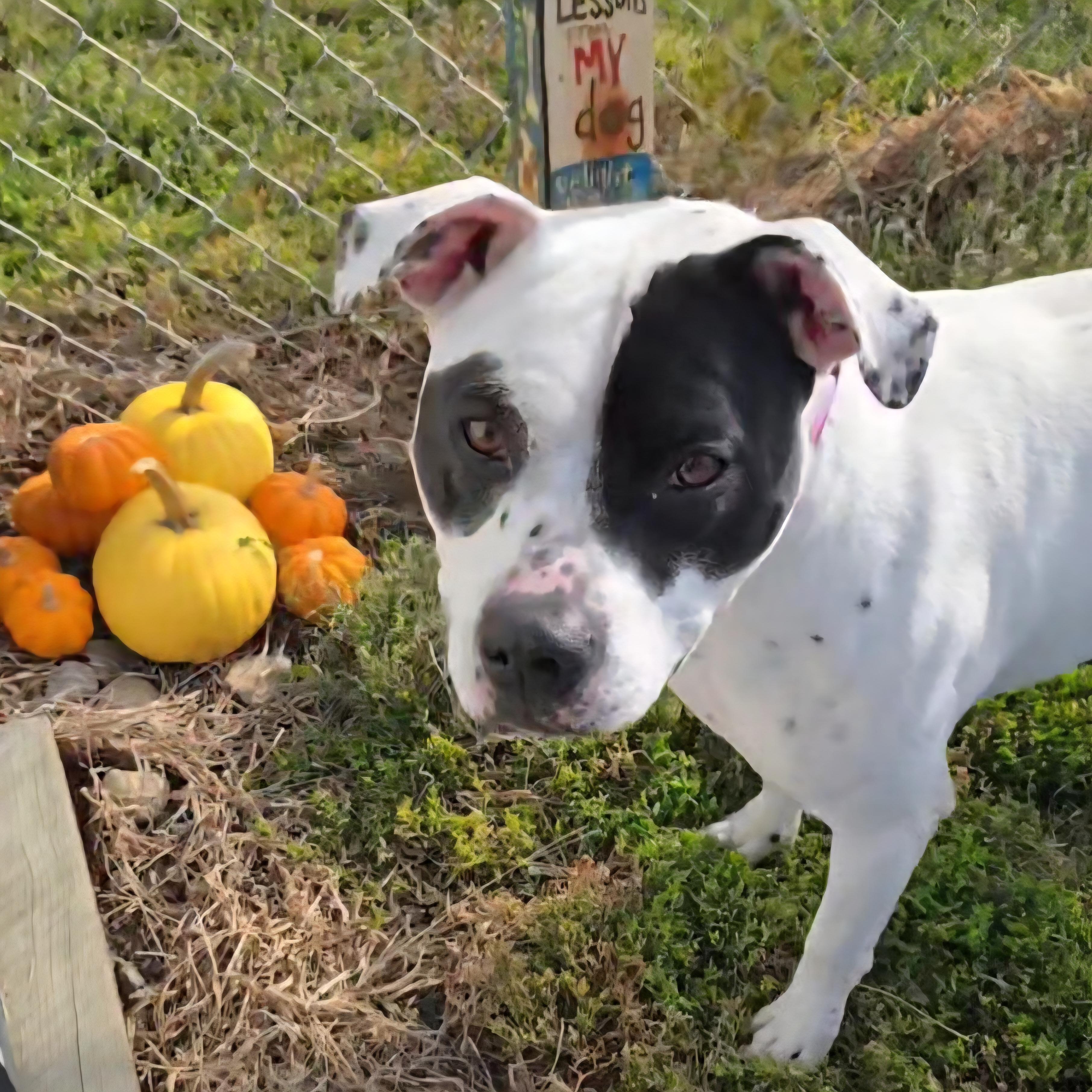 Roxy, a Adoptable mixed breed in Normal, IL image 1/6