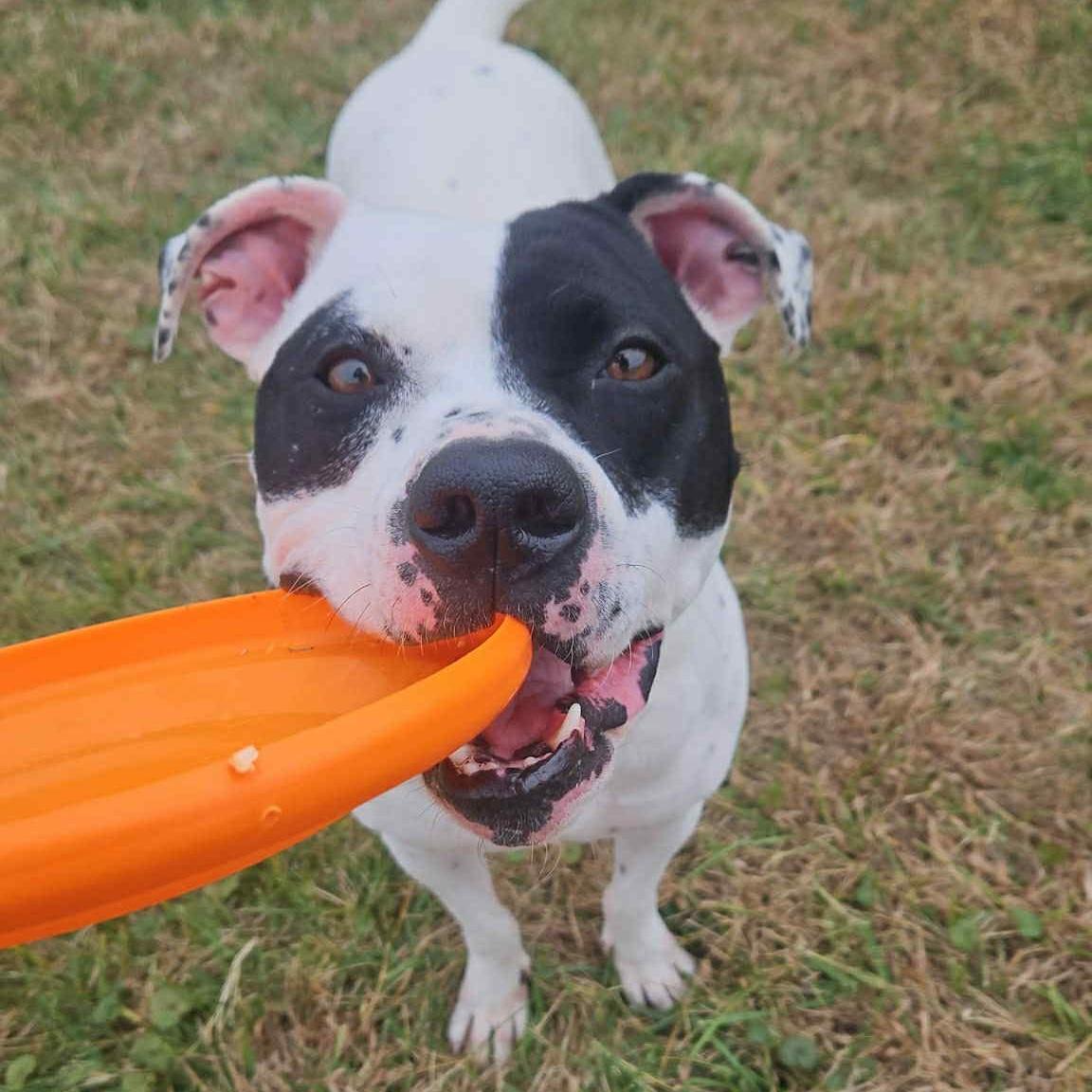Roxy, a Adoptable mixed breed in Normal, IL image 5/6