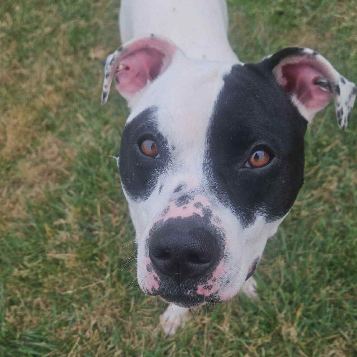 Roxy, a Adoptable mixed breed in Normal, IL image 4/6