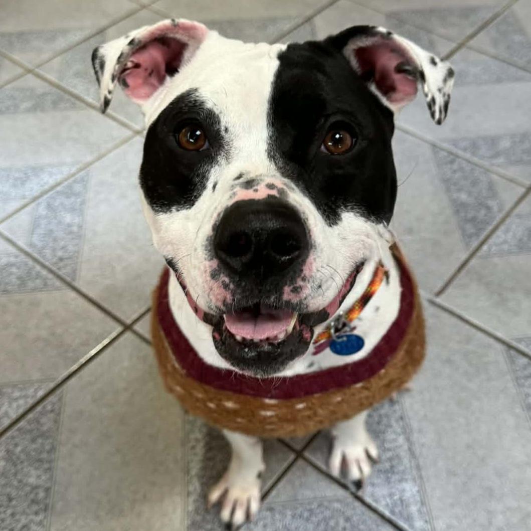 Roxy, a Adoptable mixed breed in Normal, IL image 2/6