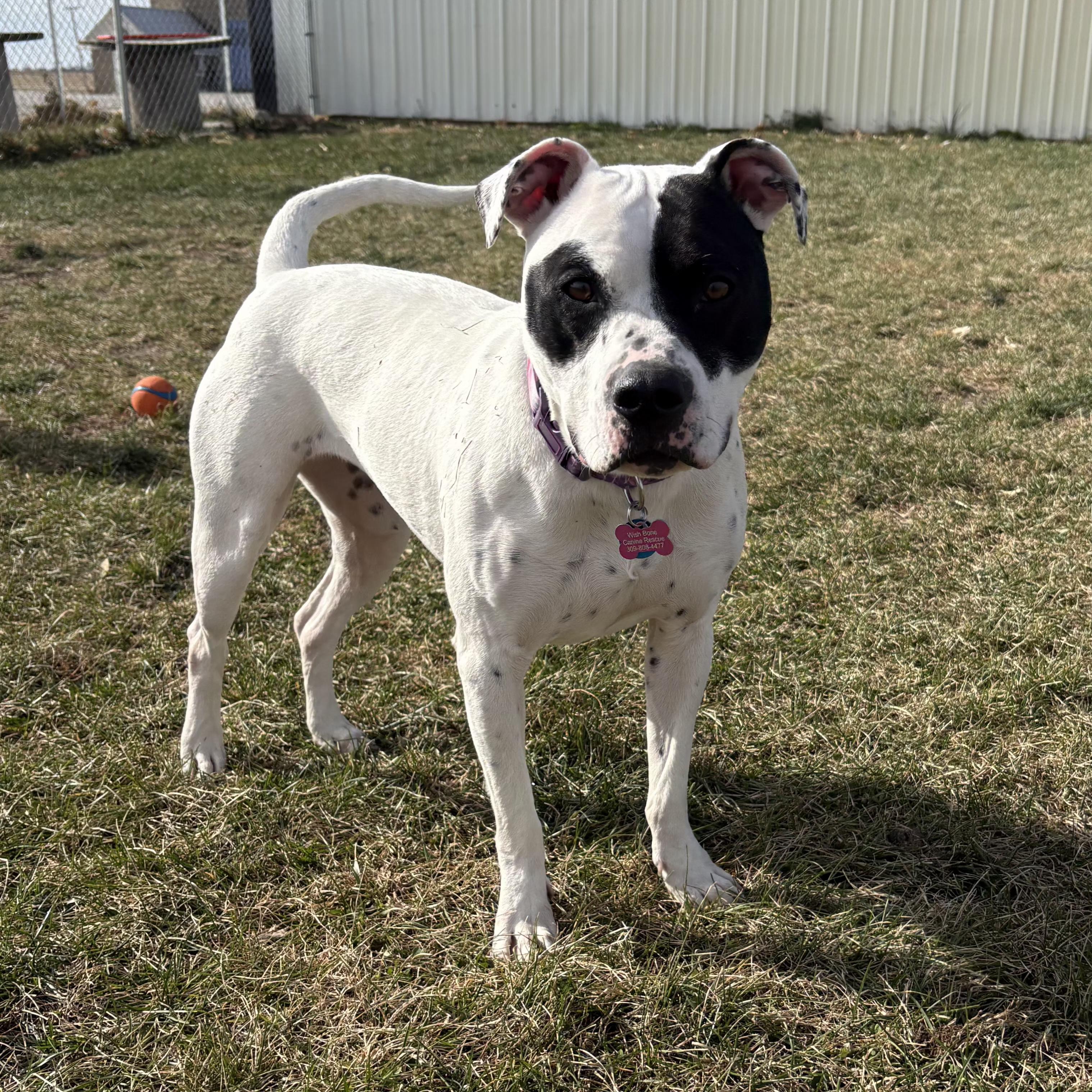 Roxy, a Adoptable mixed breed in Normal, IL image 2/6