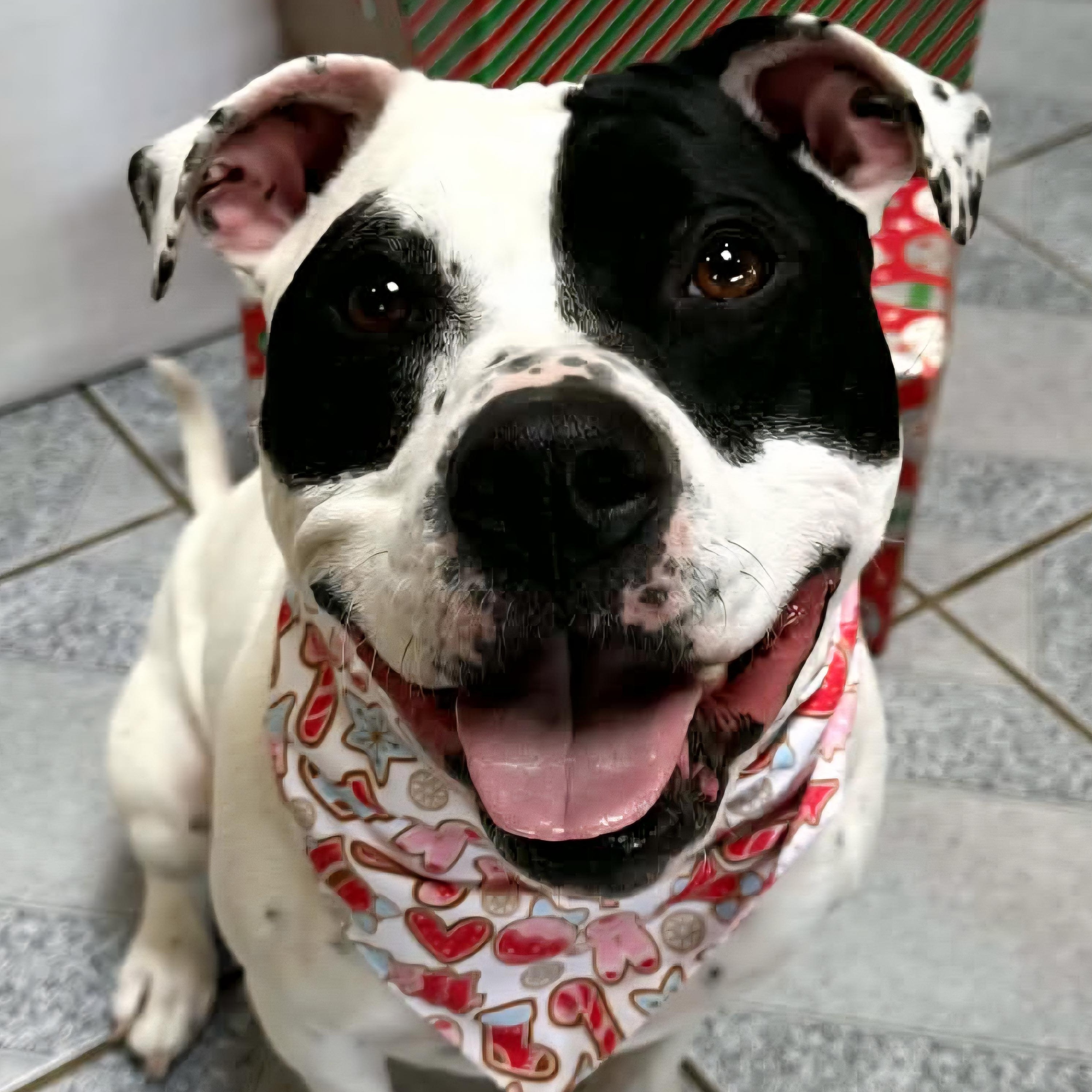 Roxy, Adoptable, Adult Female Pit Bull Terrier.