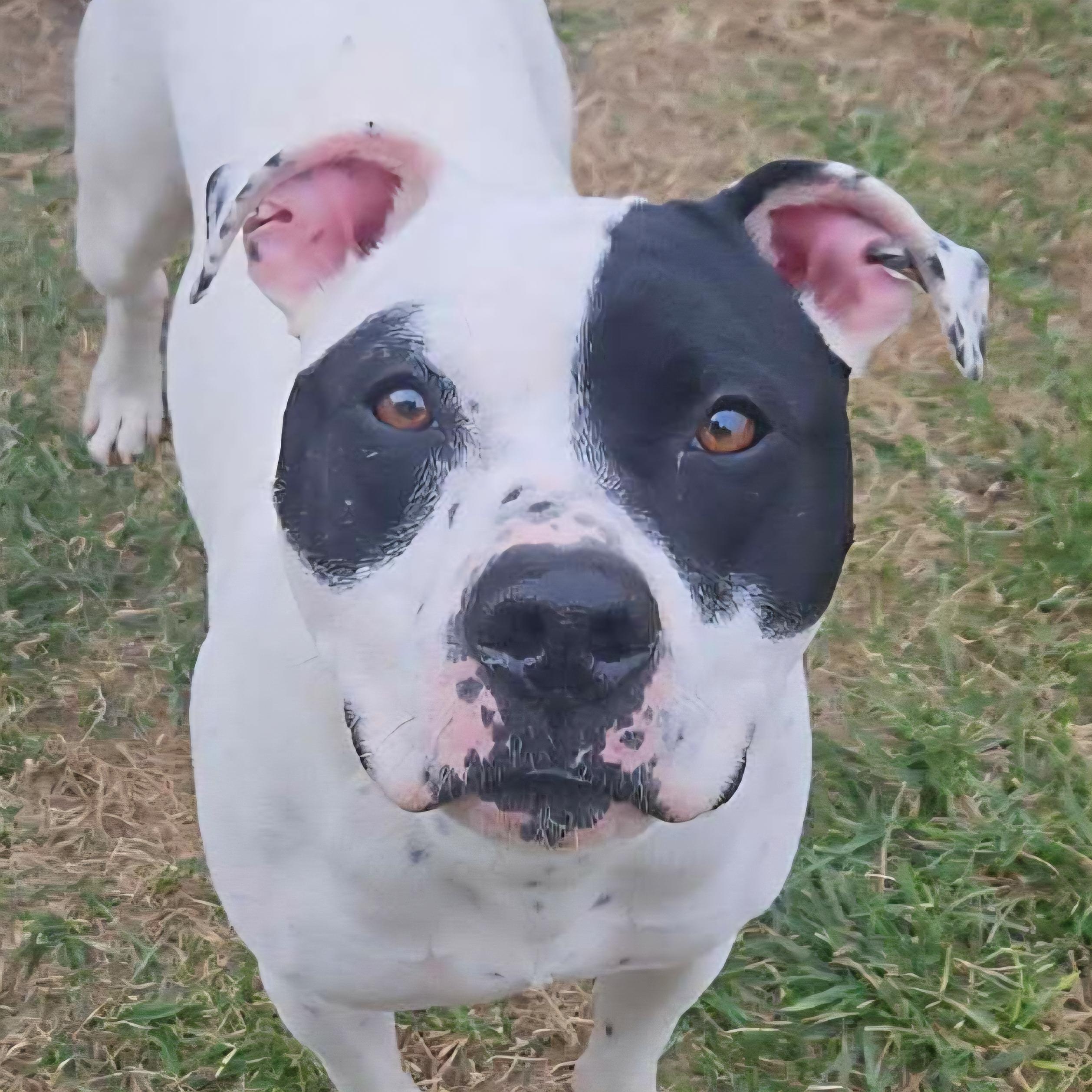 Roxy, a Adoptable mixed breed in Normal, IL image 3/6