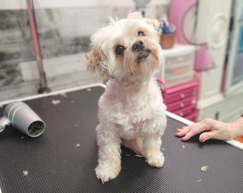 Enlarge Maggy, a Adoptable Mixed Breed in Athens, ON image 1/6