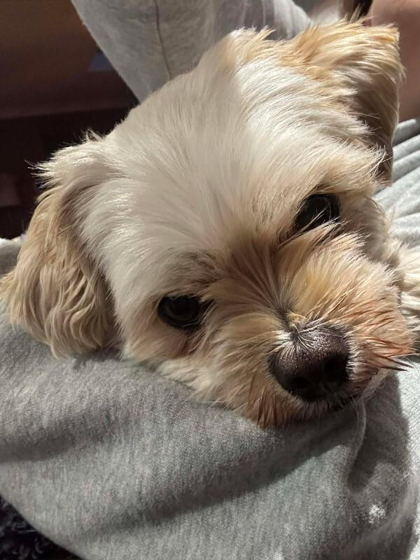 Maggy, Adoptable, Senior Female Mixed Breed.