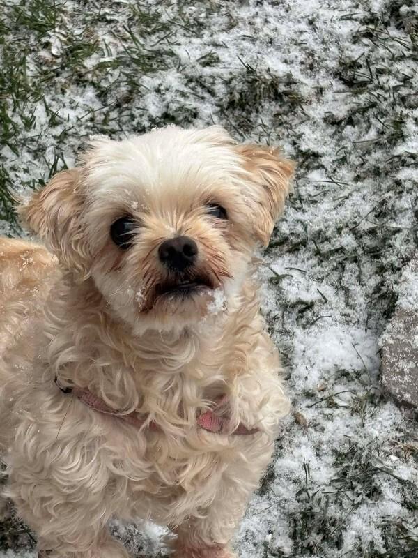 Enlarge Maggy, a Adoptable Mixed Breed in Athens, ON image 2/6