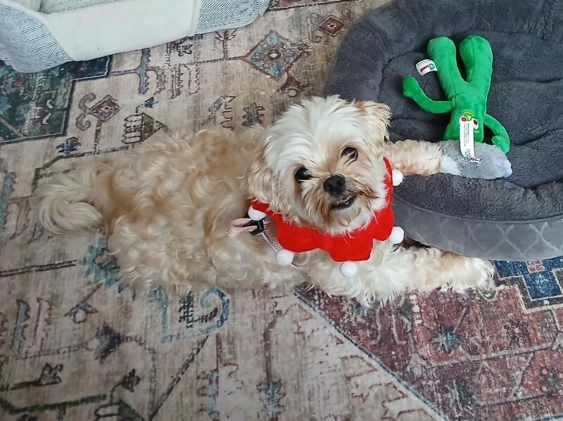 Enlarge Maggy, a Adoptable Mixed Breed in Athens, ON image 3/6