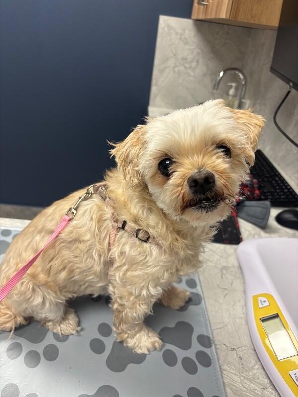 Enlarge Maggy, a Adoptable Mixed Breed in Athens, ON image 3/6