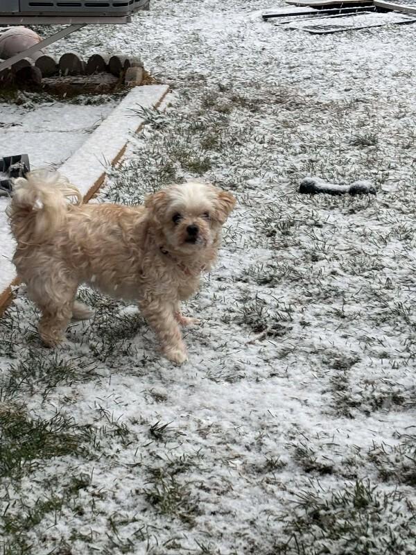 Enlarge Maggy, a Adoptable Mixed Breed in Athens, ON image 4/6