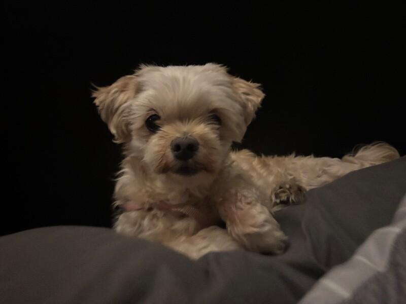 Enlarge Maggy, a Adoptable Mixed Breed in Athens, ON image 5/6