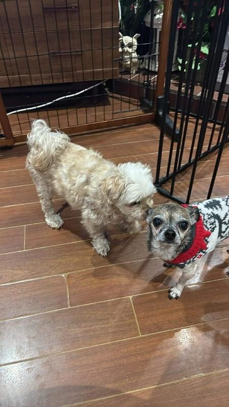 Enlarge Maggy, a Adoptable Mixed Breed in Athens, ON image 6/6