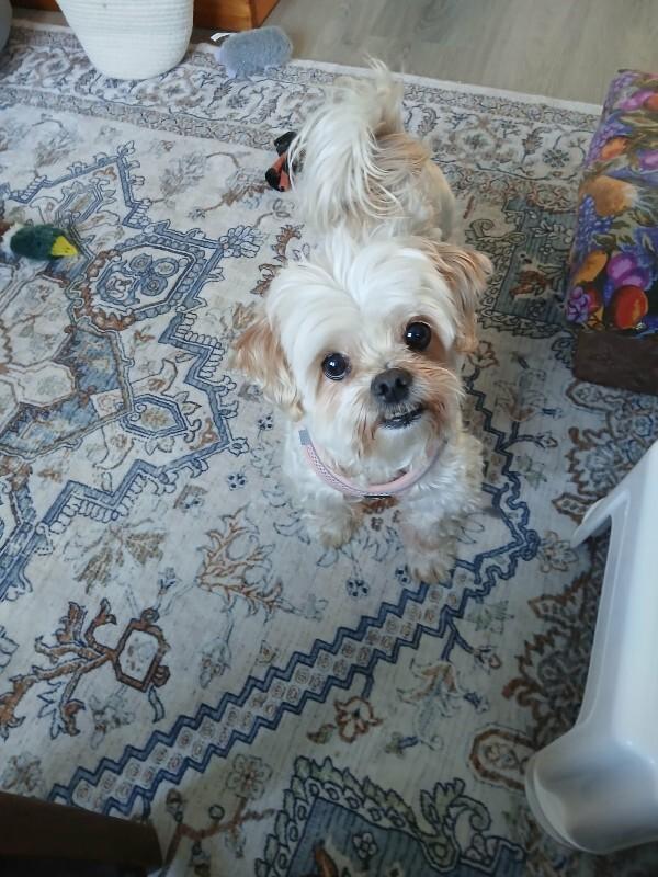 Enlarge Maggy, a Adoptable Mixed Breed in Athens, ON image 5/6