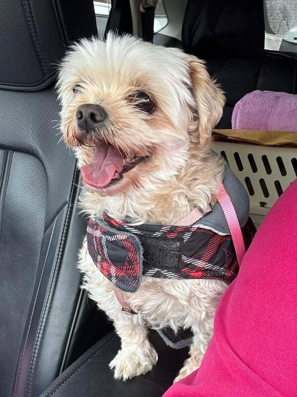 Enlarge Maggy, a Adoptable Mixed Breed in Athens, ON image 6/6