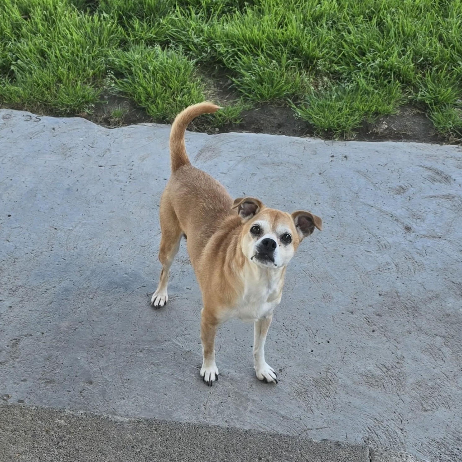 Rocco, Adoptable, Senior Male Chihuahua & Pug.