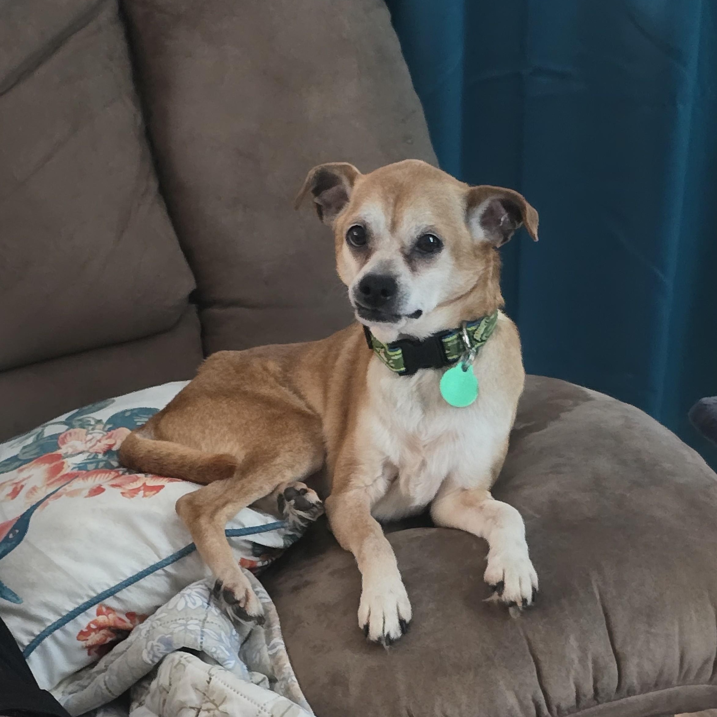 Enlarge Rocco, a Adoptable mixed breed in Portland, OR image 4/4