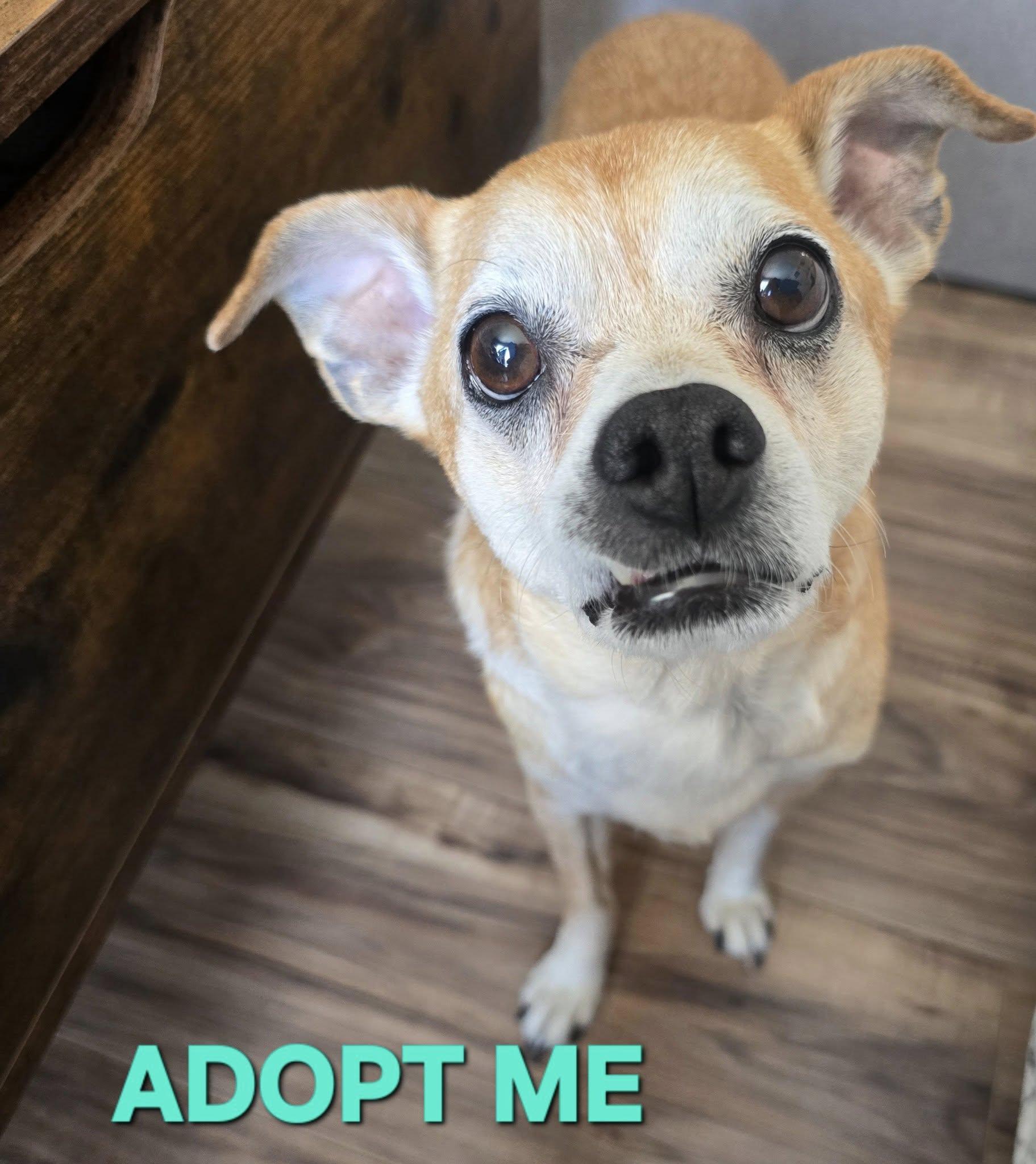 Enlarge Rocco, a Adoptable mixed breed in Portland, OR image 2/4