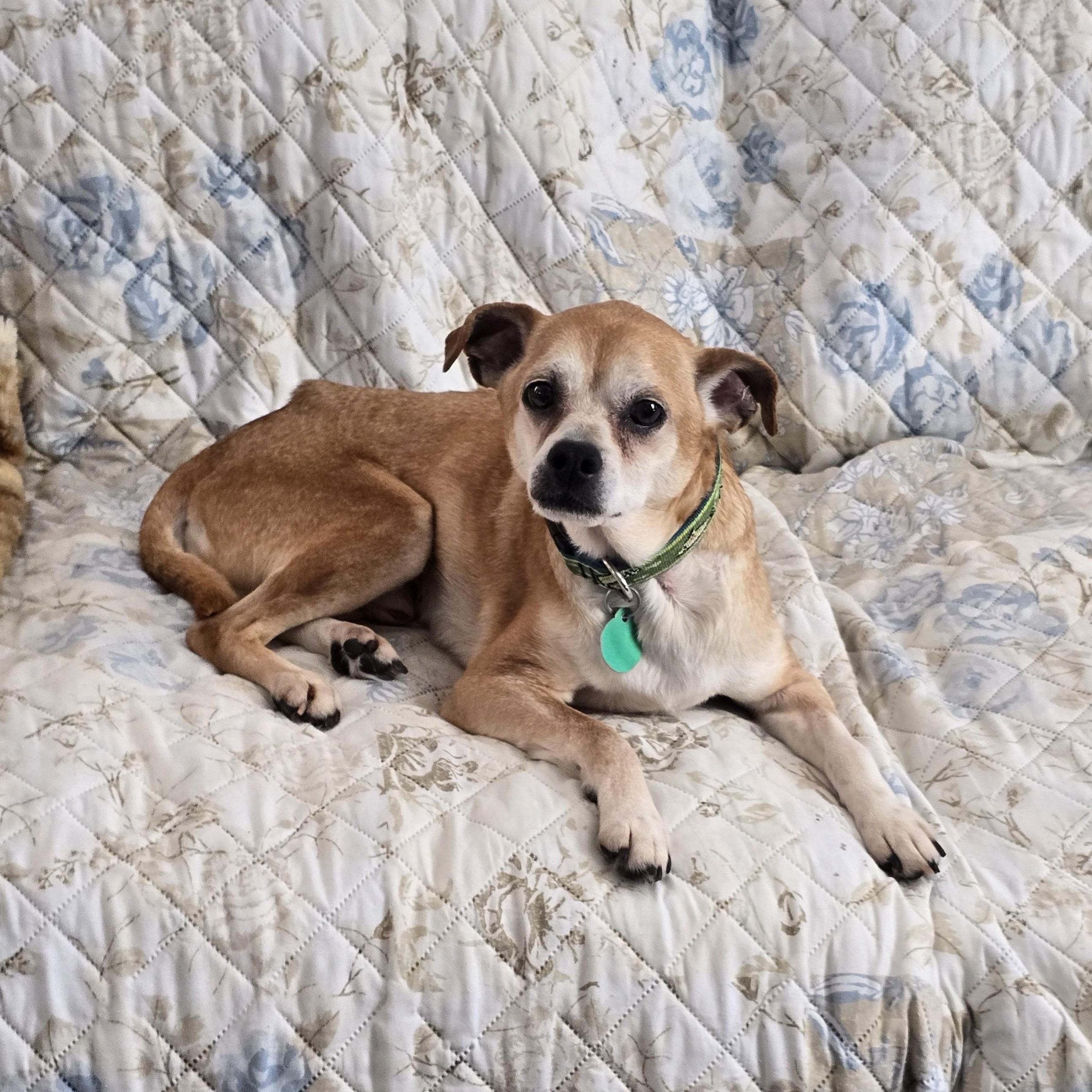 Enlarge Rocco, a Adoptable mixed breed in Portland, OR image 3/4