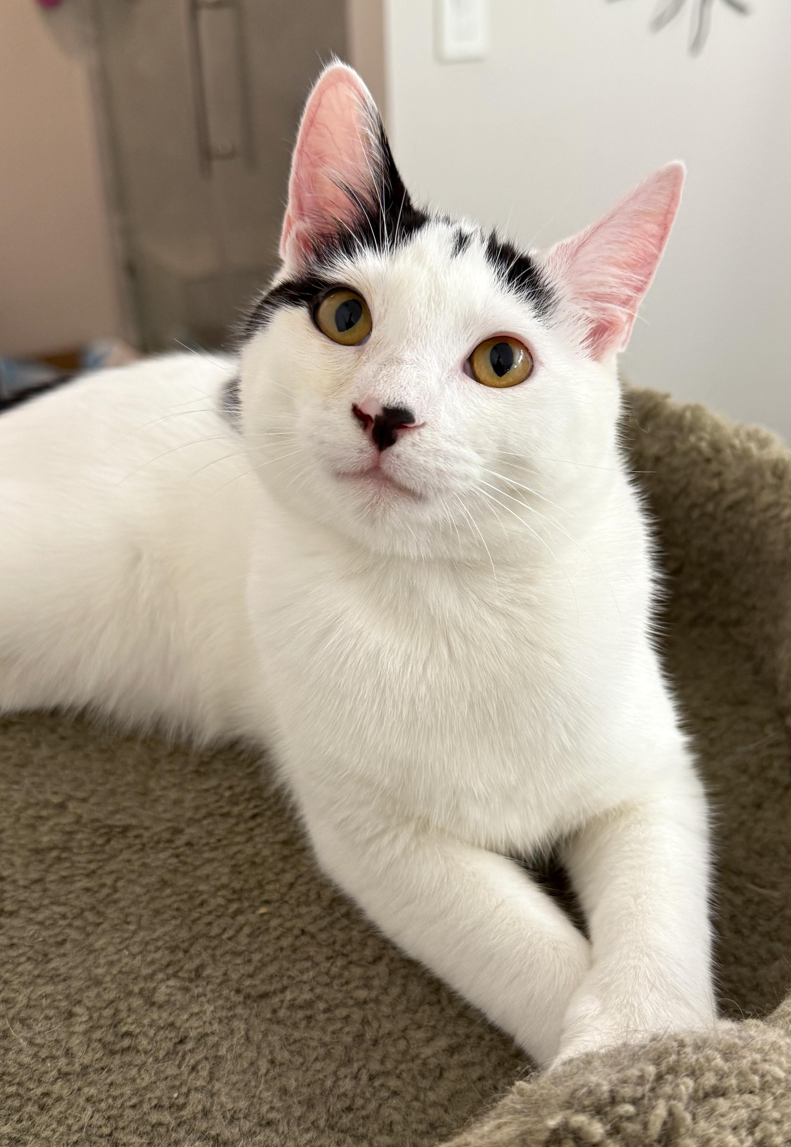 Enlarge Avery - ADOPTION PENDING!, an adopted mixed breed in Hilton Head Island, SC image 2/3