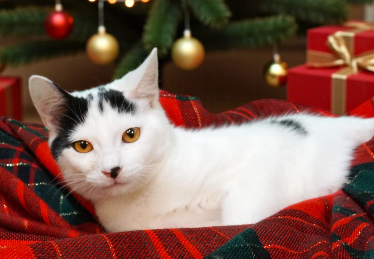Avery - ADOPTION PENDING!, adopted, Young Female Tuxedo & Manx.