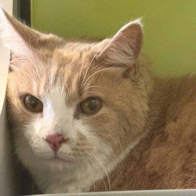 Jefferson, Adoptable, Senior Male Domestic Short Hair.