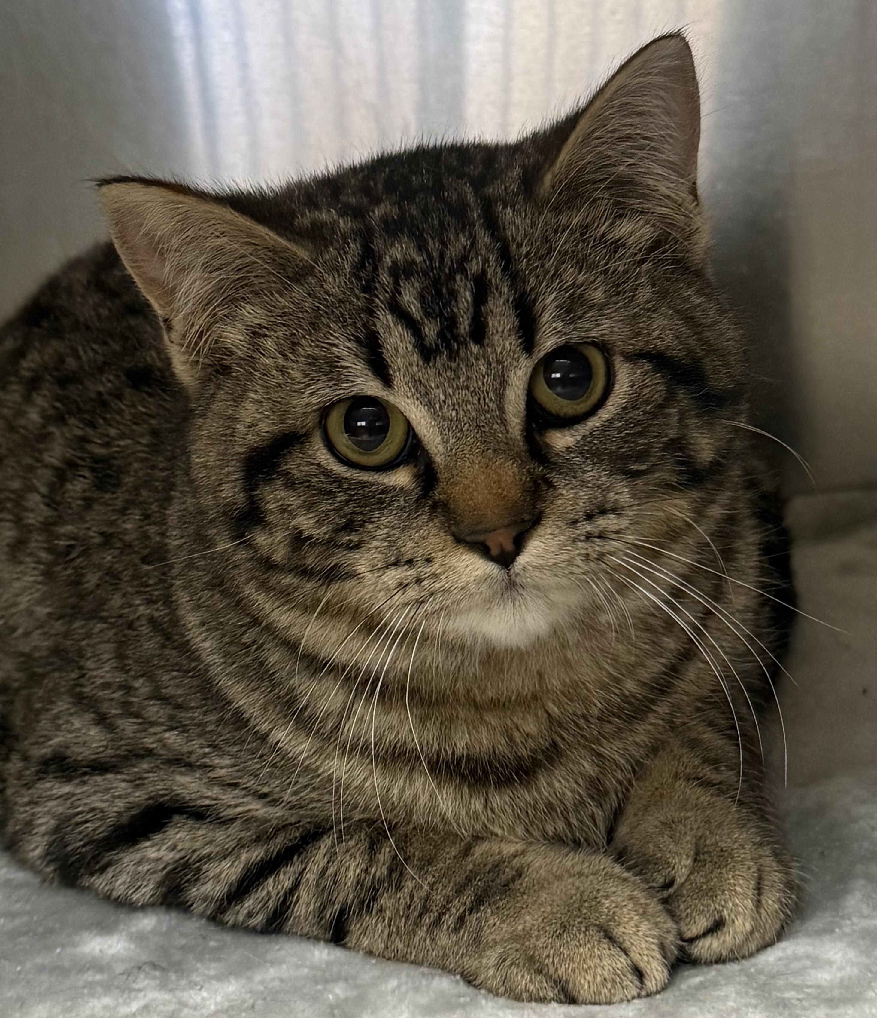 Cosmo, Adoptable, Young Male Domestic Short Hair.
