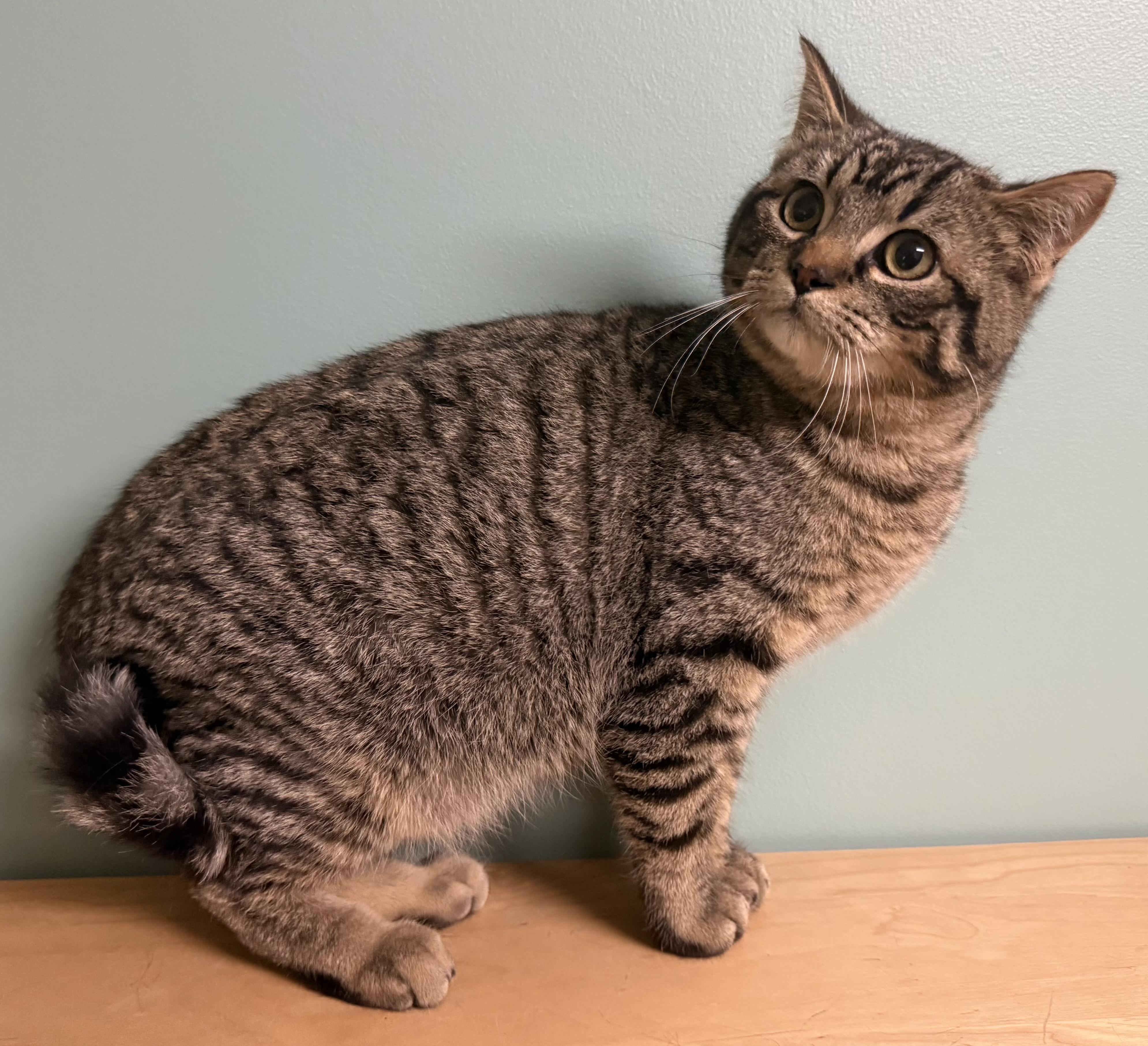 Enlarge Cosmo, a Adoptable Domestic Short Hair in Amery, WI image 2/3