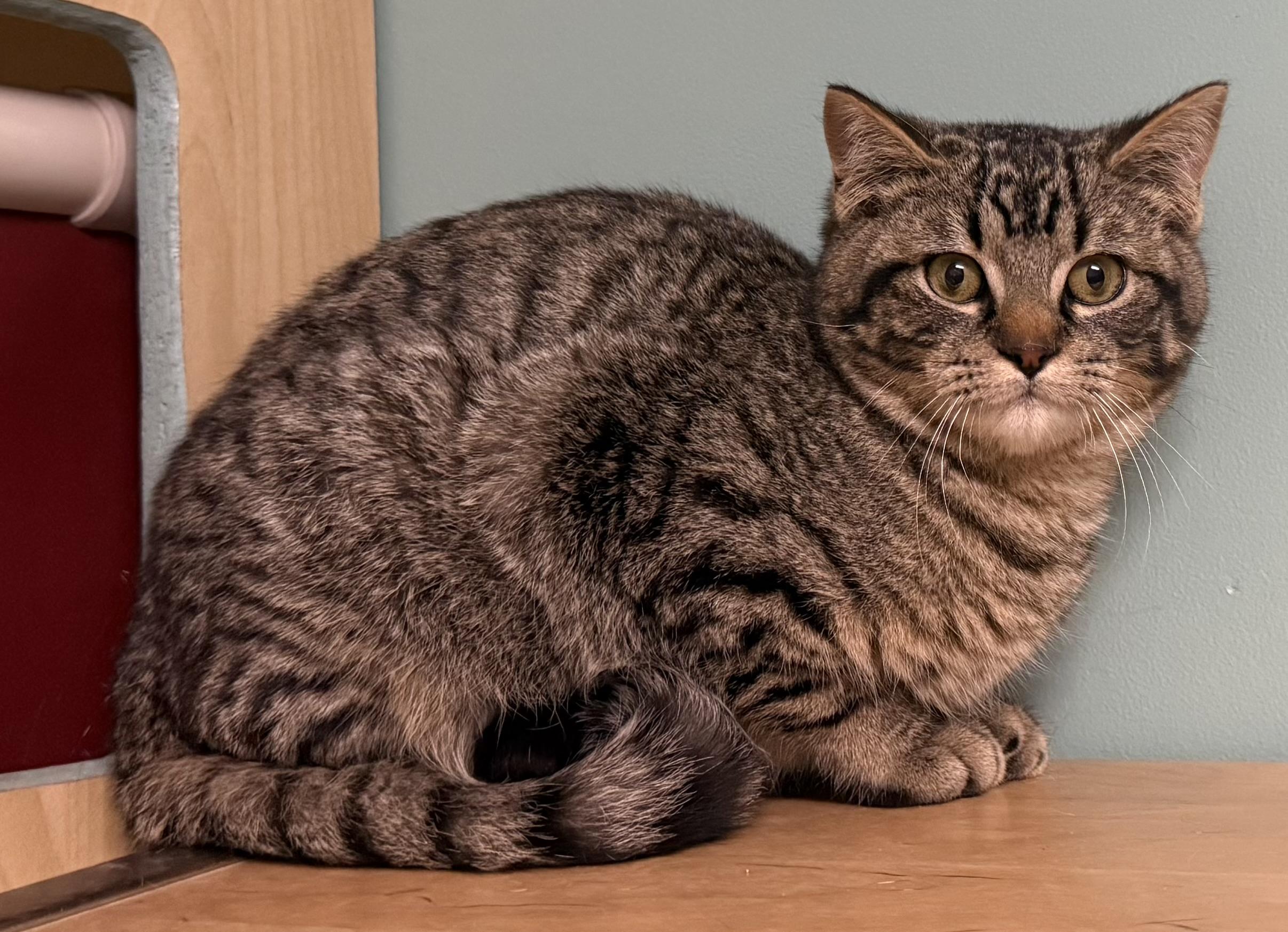 Enlarge Cosmo, a Adoptable Domestic Short Hair in Amery, WI image 3/3