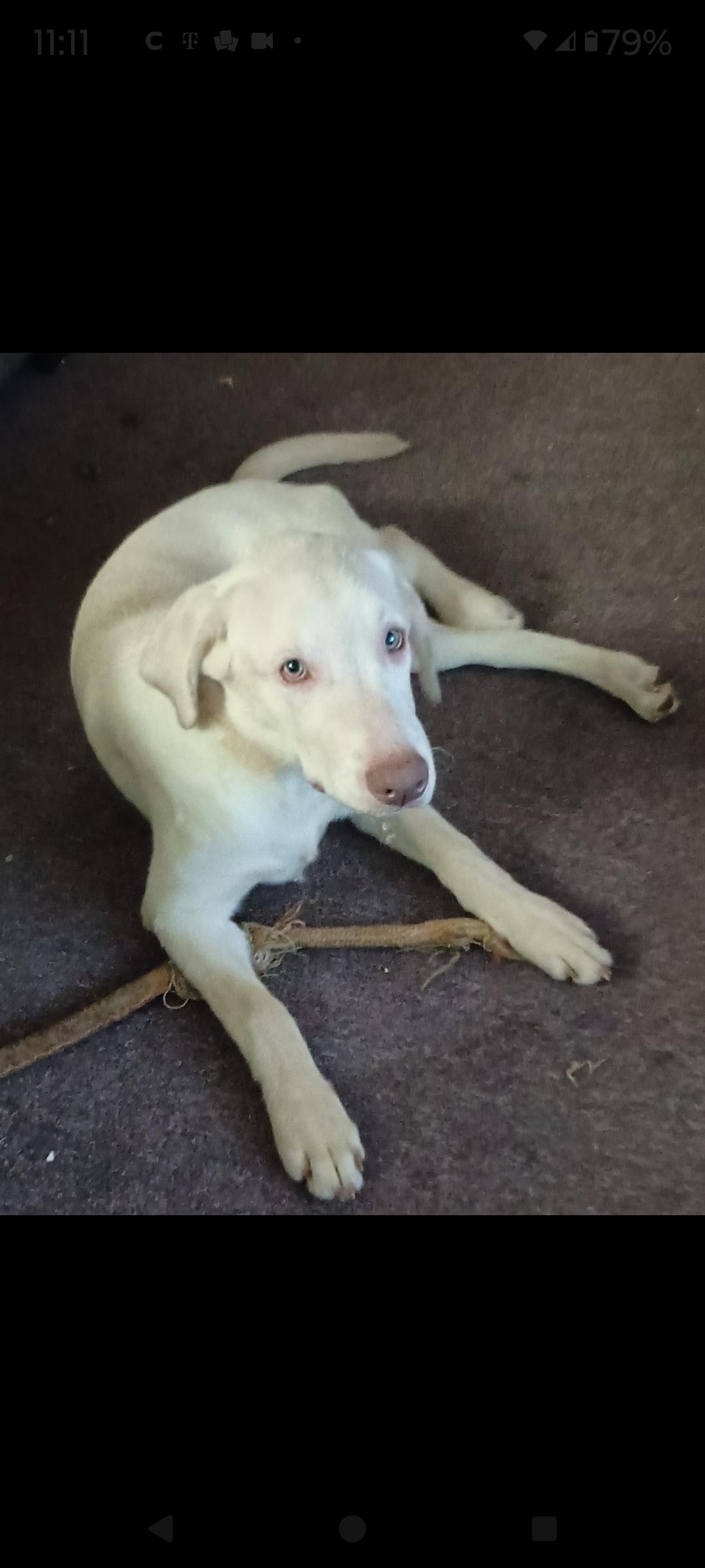 Loki--COURTESY POST OWNER REHOME--NOT AN LELRR DOG, adopted, Puppy Male Labrador Retriever.