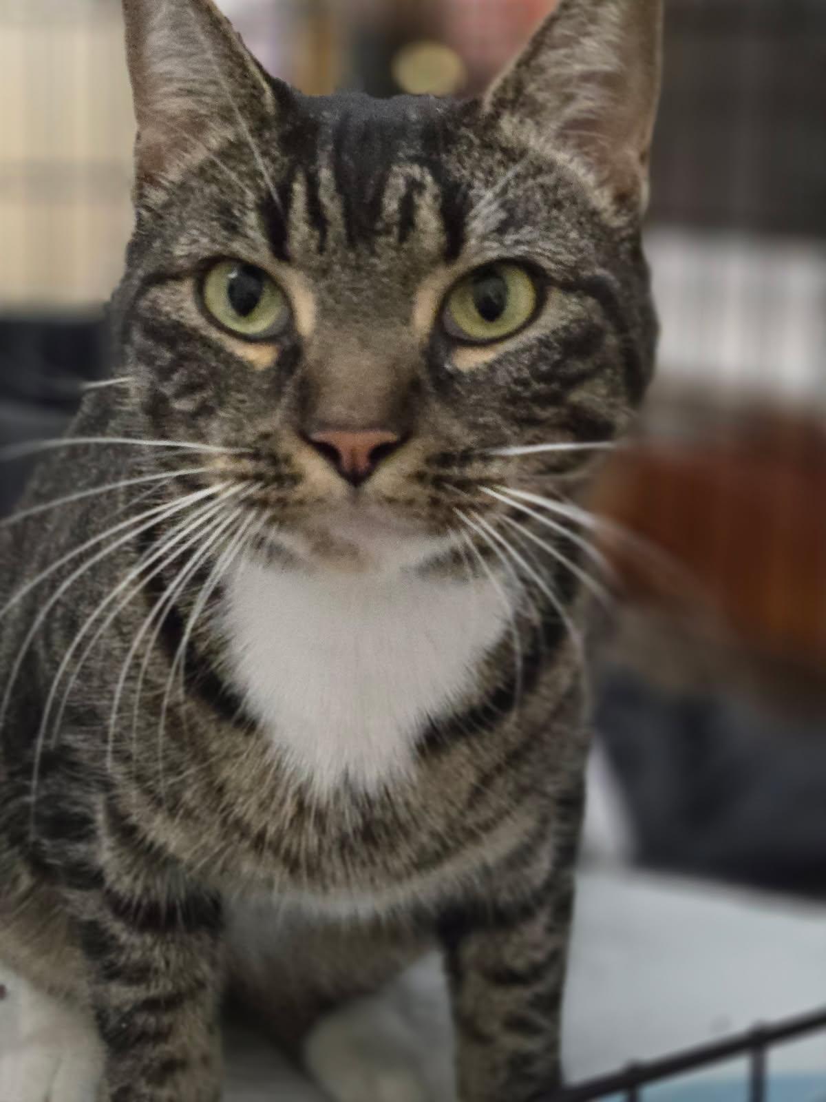 Brenda, Adoptable, Adult Female Domestic Short Hair & Tabby.