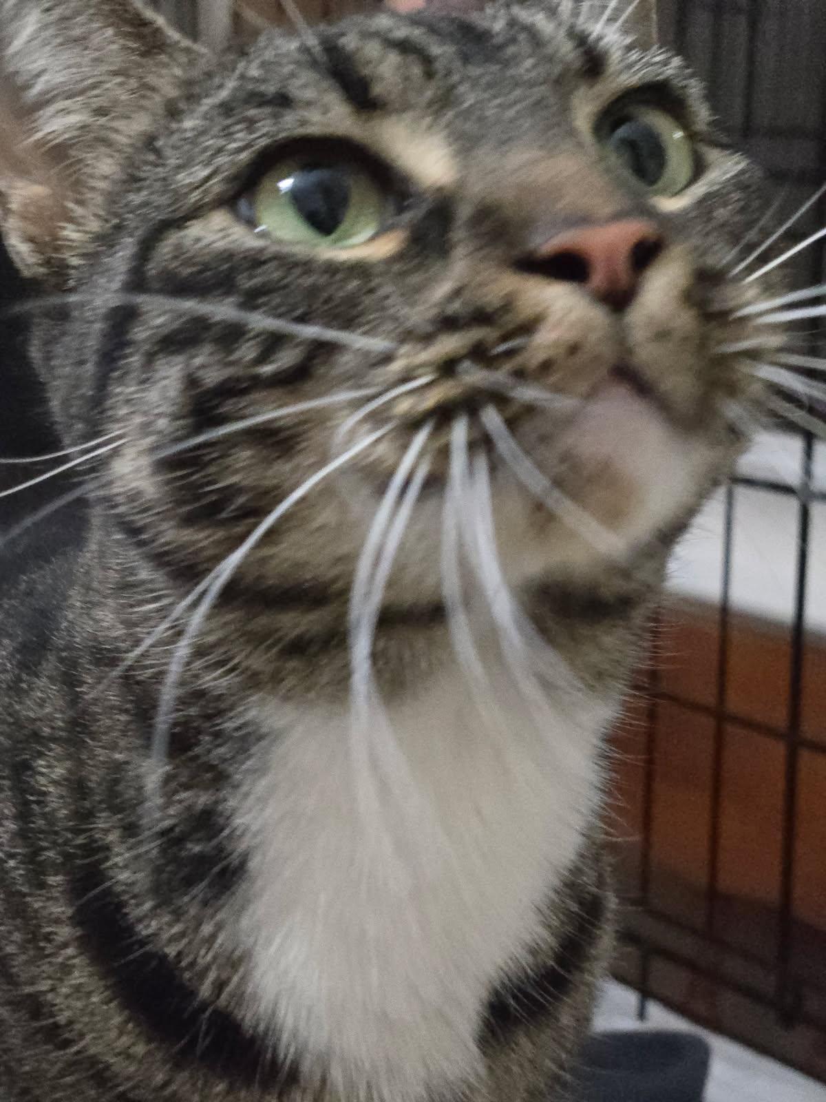 Enlarge Brenda, a Adoptable mixed breed in Trexlertown, PA image 2/2