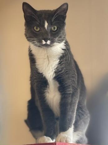 Mandy, Adoptable, Kitten Female Domestic Short Hair.