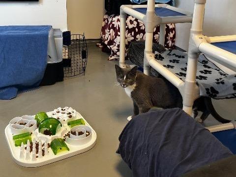 Mandy, Adoptable, Kitten Female Domestic Short Hair.