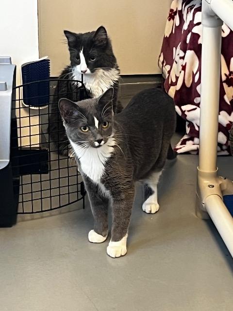 Enlarge Mandy, a Adoptable mixed breed in Barron, WI image 3/6