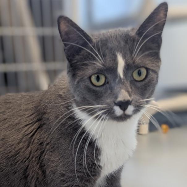 Enlarge Mandy, a Adoptable mixed breed in Barron, WI image 3/6