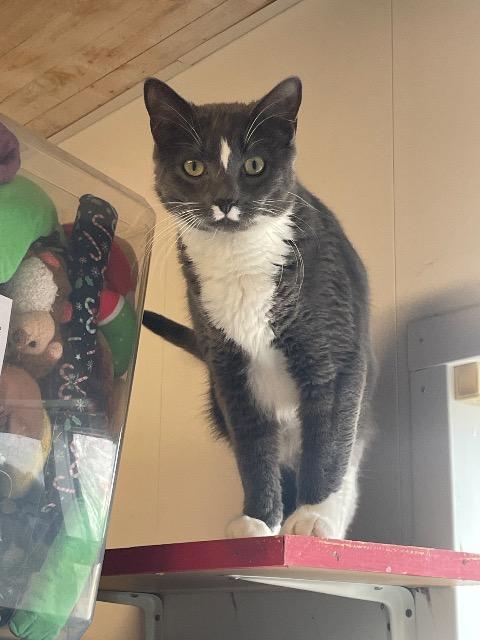 Enlarge Mandy, a Adoptable mixed breed in Barron, WI image 4/6