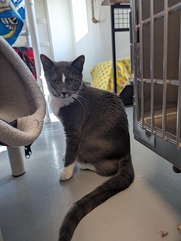 Enlarge Mandy, a Adoptable mixed breed in Barron, WI image 5/6